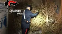 Napoli - Ritrovato albero di Natale rubato dalla galleria Umberto