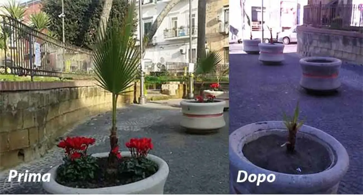 Torre Annunziata - Piazza Cesàro, aiuole ancora vandalizzate. La denuncia di Legambiente