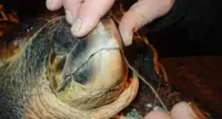 Tartaruga Caretta caretta salvata da operatori del Centro Tartanet di Punta Campanella