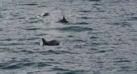 Sorrento - Avvistamento di delfini al largo di Puolo, spettacolo in mare