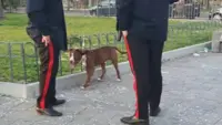 Torre Annunziata - Pitbull tenta di aggredire alcuni ragazzini in Villa Comunale