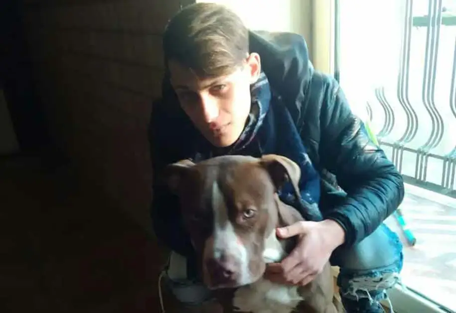 Torre Annunziata - Jordan, il pitbull della Villa Comunale ritrova il suo padrone