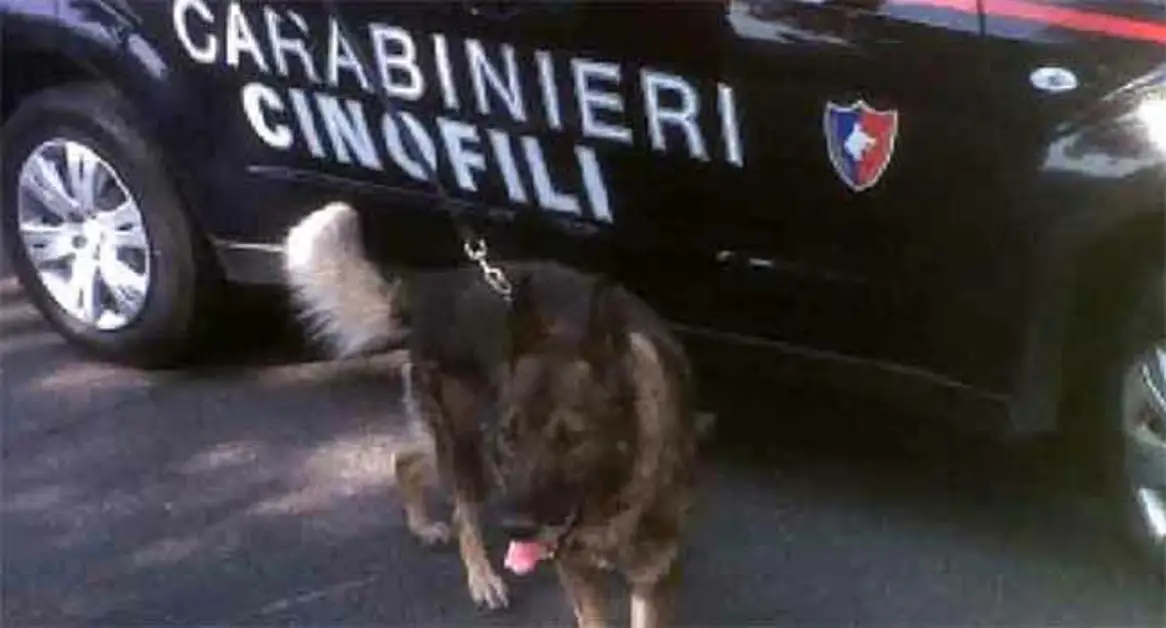 Torre Annunziata - Droga in due zaini, il fiuto del cane Olly scova 1,5 kg di marijuana