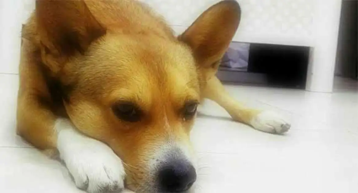 Torre Annunziata - La triste storia di Leo, il cane di corso Vittorio Emanuele III