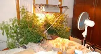 Portici - Coltivavano cannabis nella stanza presa in affitto, arrestati due studenti