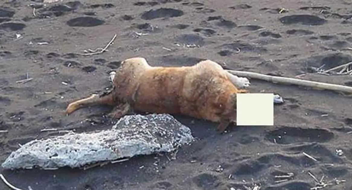 Torre Annunziata - Carcasse di animali sulla spiaggia di Rovigliano, lo sdegno dei cittadini sui social