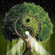 Un libro sotto l´albero