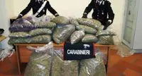 Napoli - Maxi sequestro di marijuana in un appartamento della zona Mercato