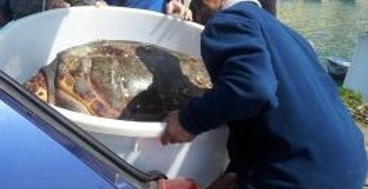 Salerno - Tartaruga gigante salvata, era rimasta intrappolata nelle reti da pesca