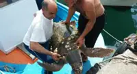 Salerno - Esemplare di tartaruga di oltre 60 kg salvato dalle reti da pesca