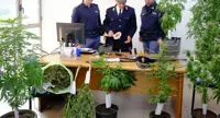 Grumo Nevano (NA) - Serra di marijuana e armi in casa, arrestato 36enne