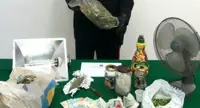 Torre del Greco - Serra in un armadio di casa per coltivare cannabis, arrestati due fratelli