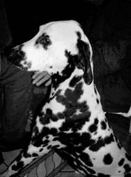 Cane smarrito, aiutiamo il padroncino a ritrovarlo