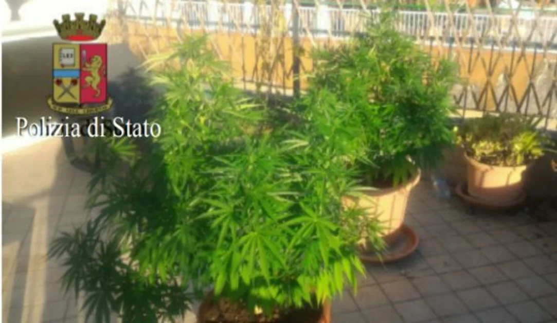 Portici - Coltivava marijuana sul terrazzino di casa, denunciato 16enne