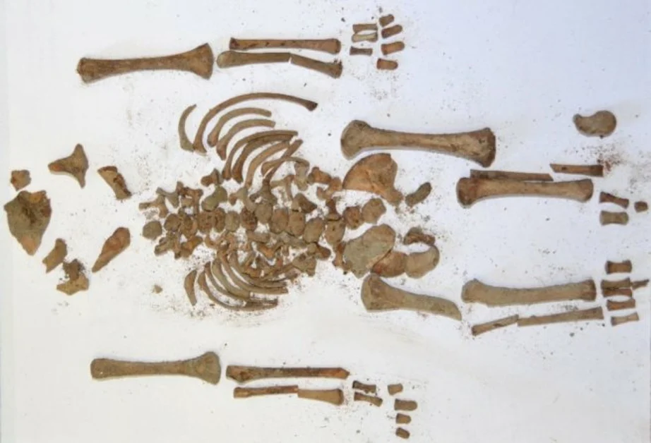 Torre Annunziata - Eccezionali scoperte nella Villa B di Oplontis: trovati oltre 50 scheletri