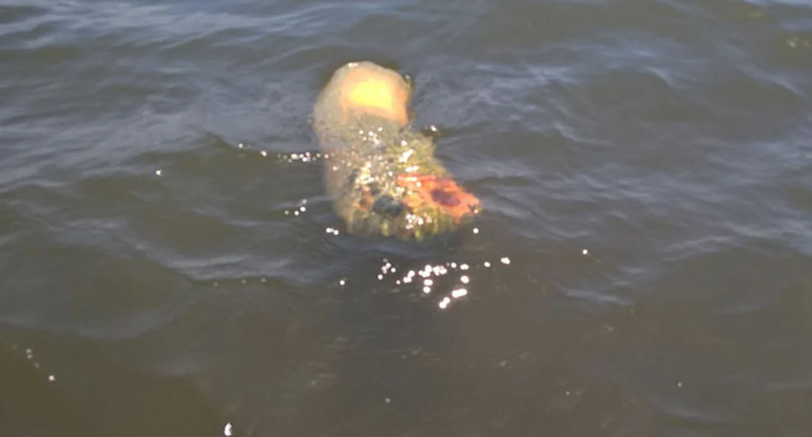 Torre Annunziata - L'Arpac conferma: mare torrese balneabile, seppur sporco