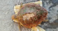 Torre Annunziata - Tartaruga impigliata in una rete da pesca, salvata dai marinai della Guardia Costiera oplontina