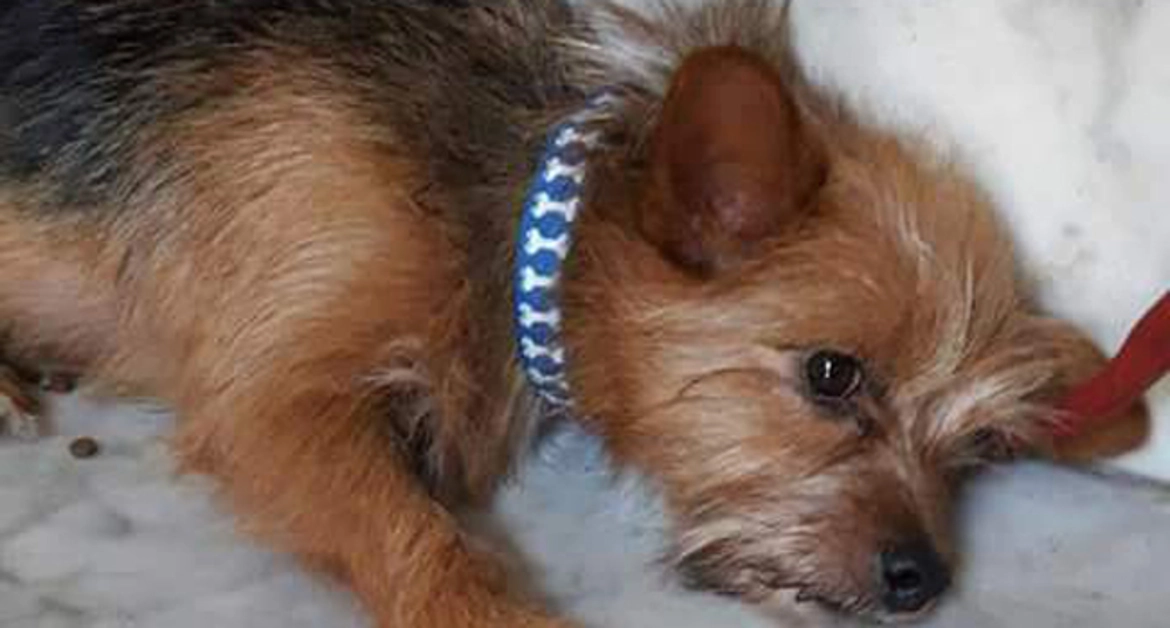 Torre Annunziata - Cane smarrito, la versione dei fatti della "presunta" padroncina 