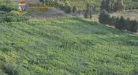 Giugliano (NA) - Piantagione di marijuana in un campo di granturco, sequestro della GdF