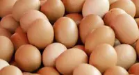 Uova e derivati contaminati da Fipronil, i dati del Ministero della Salute