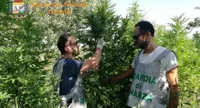 Pignataro Maggiore (CE) - GdF sequestra piantagione di marijuana: avrebbe fruttato ai clan 2 milioni di euro