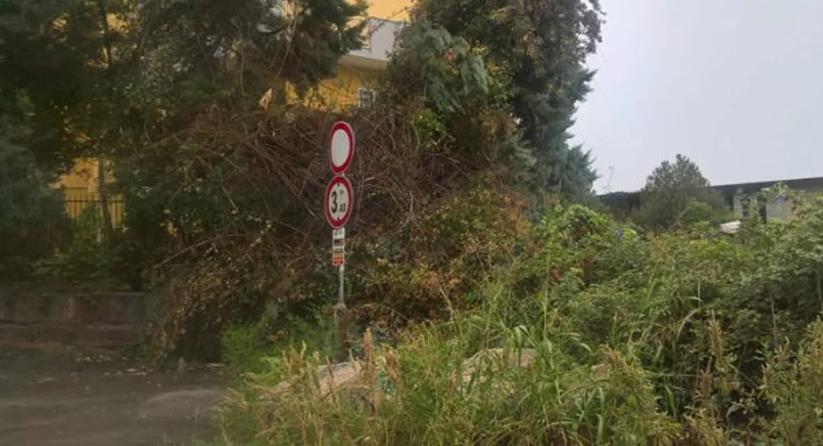 Torre del Greco - Maltempo, alberi caduti in via Cupa San Pietro