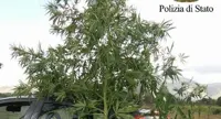 Nola (NA) - Coltivava marijuana in un fondo agricolo, arrestato 21enne