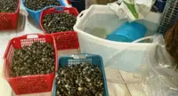 Napoli - Tre quintali di frutti di mare pericolosi per la salute sequestrati dalla Guardia di Finanza
