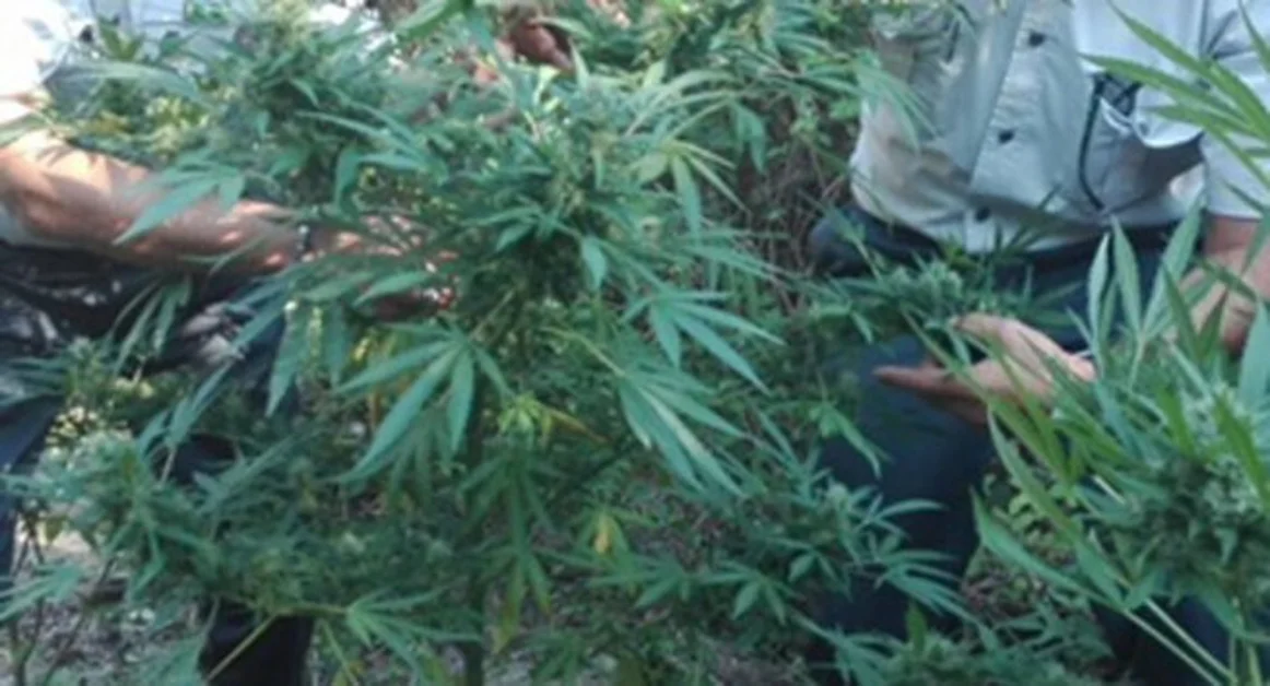 Capua (CE) - L'elicottero della GdF nota piuantagione di mariajuana, sequestrate 20 piante