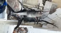 Salerno - Pesce spada "sotto taglia" sequestrato dalla GdF