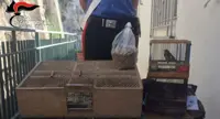 Ercolano - In auto con uccellini di specie protetta, 52enne arrestato in provincia di Salerno