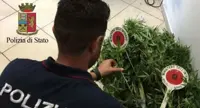 Ischia (NA) - Coltivazione di marijuana, arrestato 34enne di Lacco Ameno