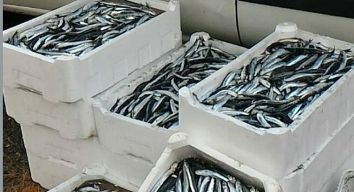 Torre Annunziata - Pesca illegale in acque a tutela biologica, sanzionato comandante di peschereccio 