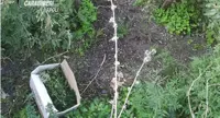 Ottaviano - Coltivava cannabis nel vigneto, arrestato 60enne. Sequestrati 7 kg di sostanza