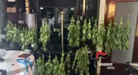 San Giuseppe Vesuviano - Piante di cannabis in casa, arrestato dai carabinieri