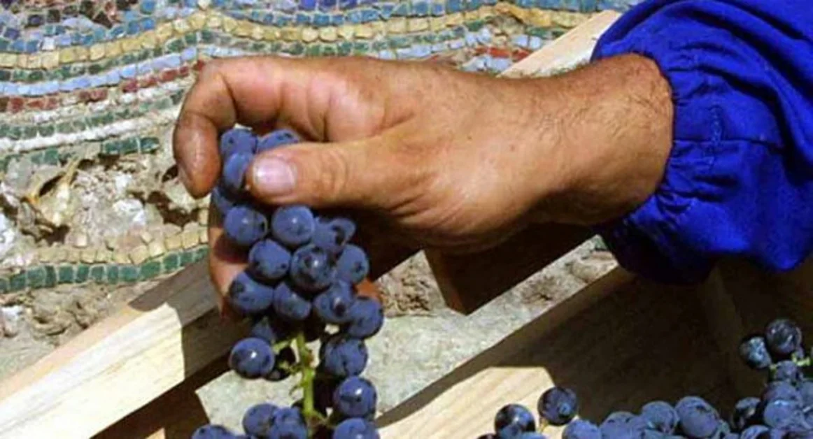 Pompei - Parte la stagione della vendemmia agli Scavi