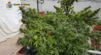 Ottaviano - Piante di marijuana coltivate su un terrazzo in pieno centro, due denunce