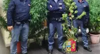 Napoli - Polizia trova tre piante di marijuana nell'androne di un palazzo a Scampia