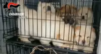 Afragola (NA) - Importazione illegale di 53 cuccioli provenienti dall'Ungheria