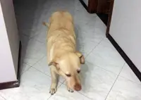 Pompei/Torre Annunziata - Smarrito un labrador di 4 anni, l'appello di Marco: «Aiutatemi a trovare Sara»