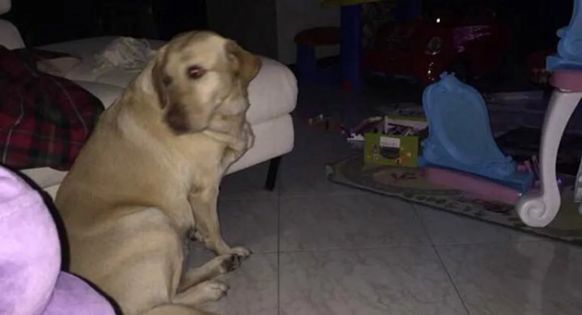 Ritrovata in via Vittorio Veneto a Torre Annunziata la femmina di labrador scomparsa a Pompei 