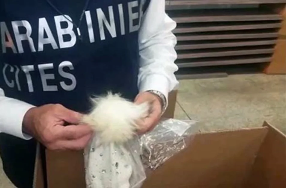 Napoli -  Abbigliamento in pelliccia di procioni. Denunciato 39enne