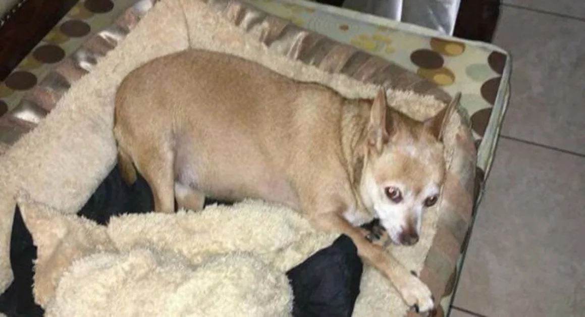 Torre Annunziata - E' stata smarrita Lusi, una cagnolina pincher chiwawa