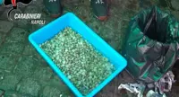 Napoli - Sicurezza a tavola, sequestrati 50 kg di prodotti alimentari