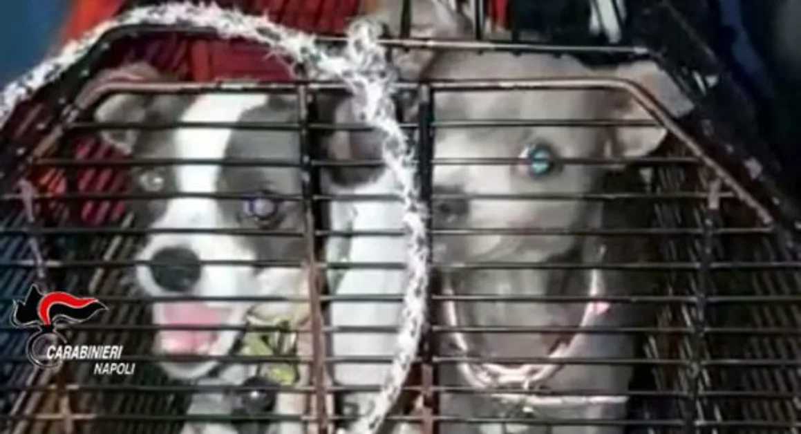 Piano di Sorrento - Cani chiusi in gabbia e in condizioni igieniche precarie, denunciato commerciante