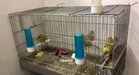 Caivano (NA) - Canarini, cardellini e tartarughe in casa: denunciato 20enne per maltrattamento di animali 