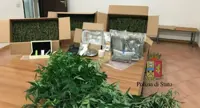 Napoli - Casa trasformata in un centro per la produzione di marijuana, sequestrati 13 kg di droga