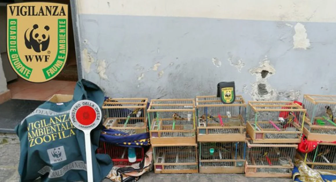 Boscoreale - Cardellini in gabbia, una persona denunciata. Operazione delle Guardie Zoofile WWF