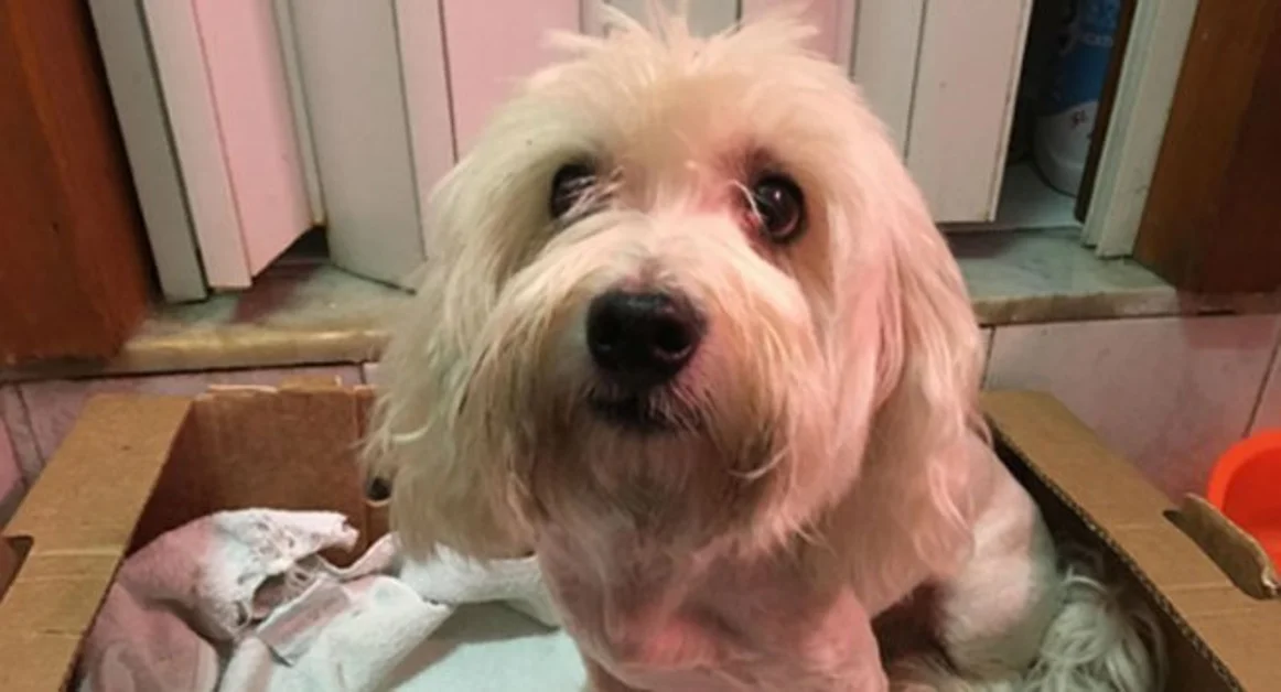 Torre Annunziata - Il cane Pocho ritrova la sua padrona, fondamentale la segnalazione di una nostra lettrice