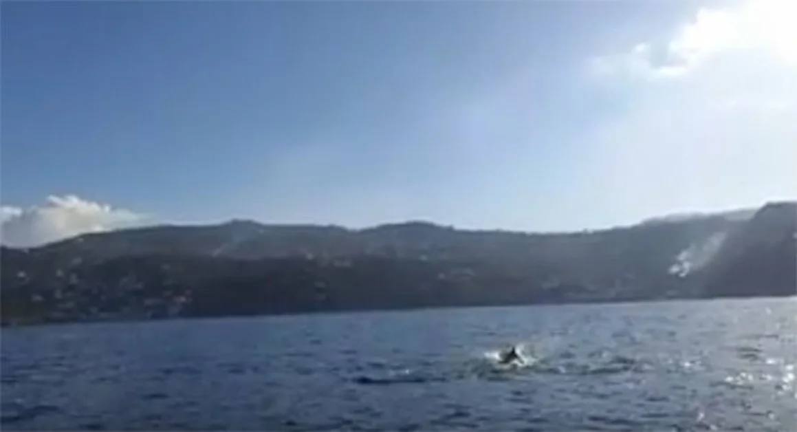 Capri (NA) - Avvistamento di delfini nell'Area Marina di Punta Campanella